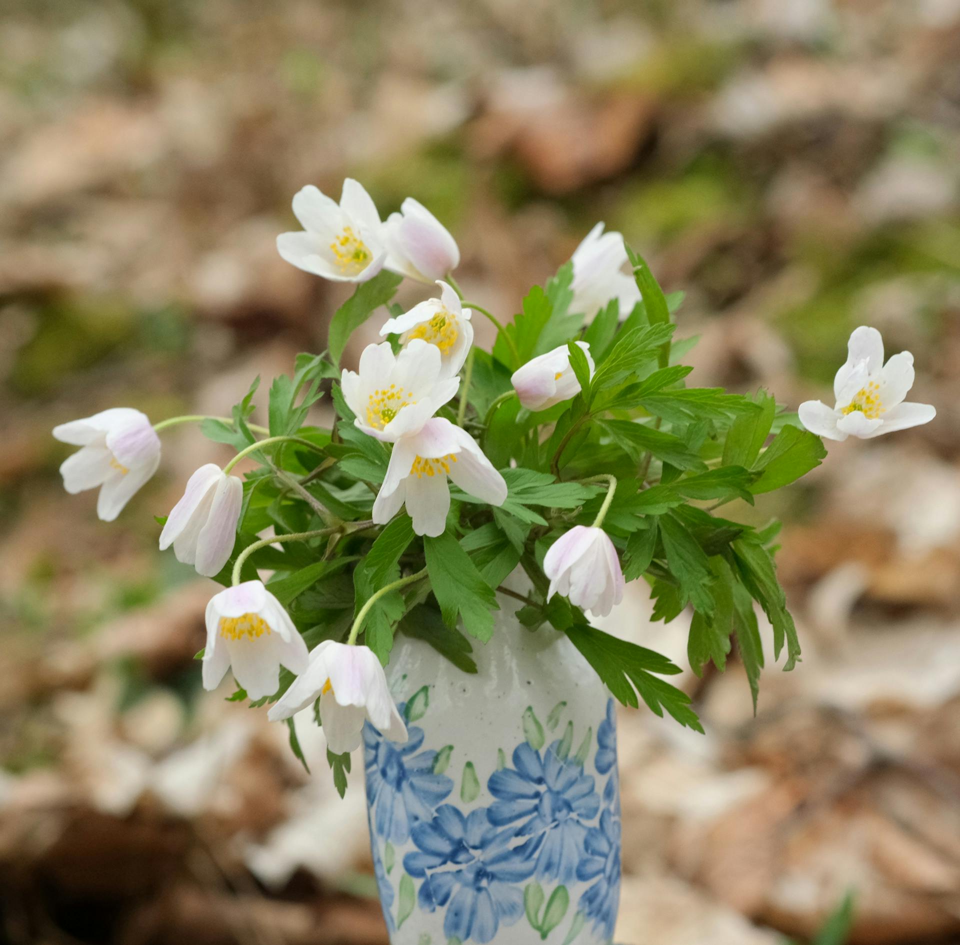Bouquet d'anémones, ranunculus et hellébores pour Château Saint-Martin, mars.
