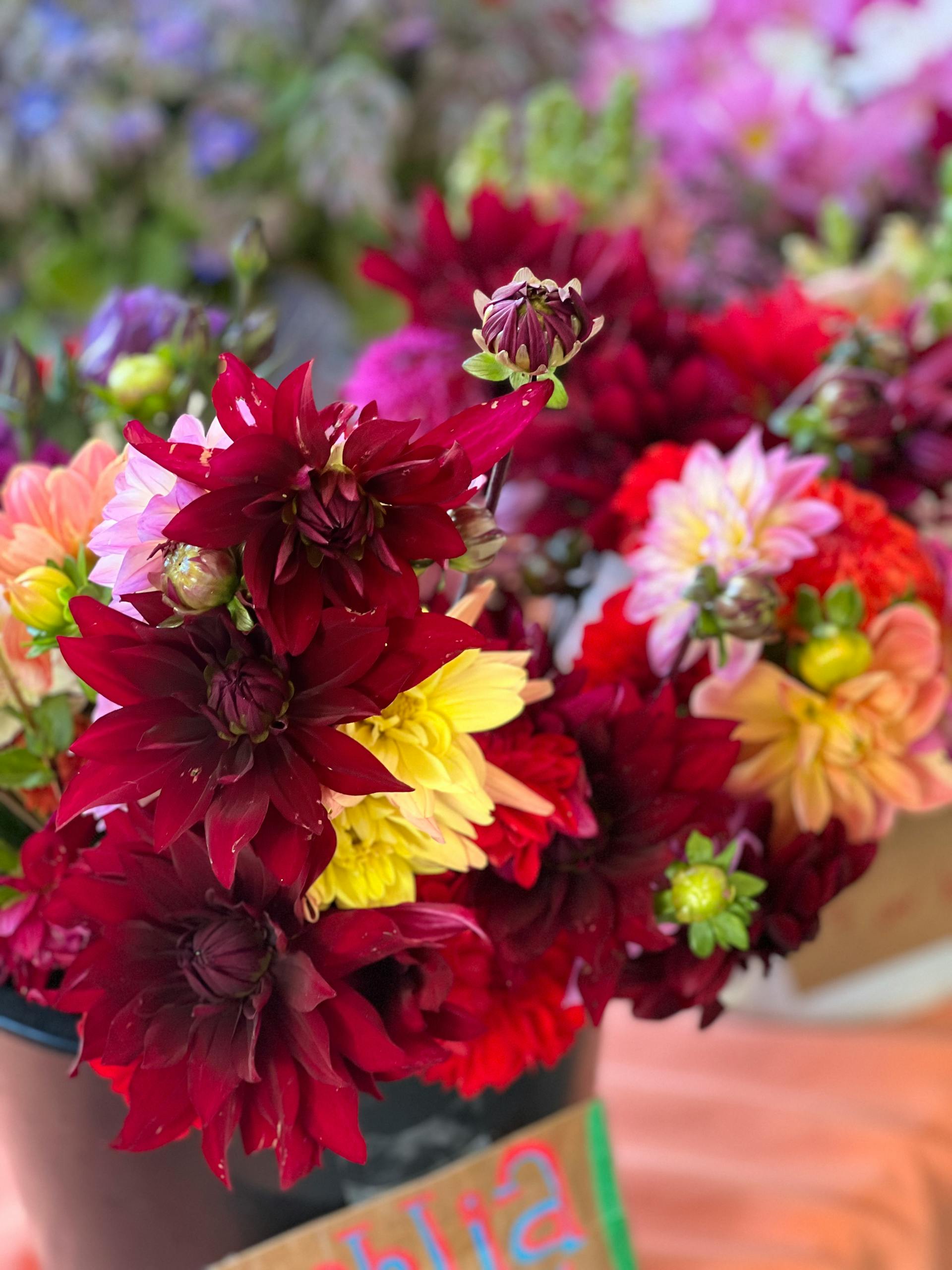 Bouquet de dahlias et cosmos pour villa Cap d'Antibes, septembre.