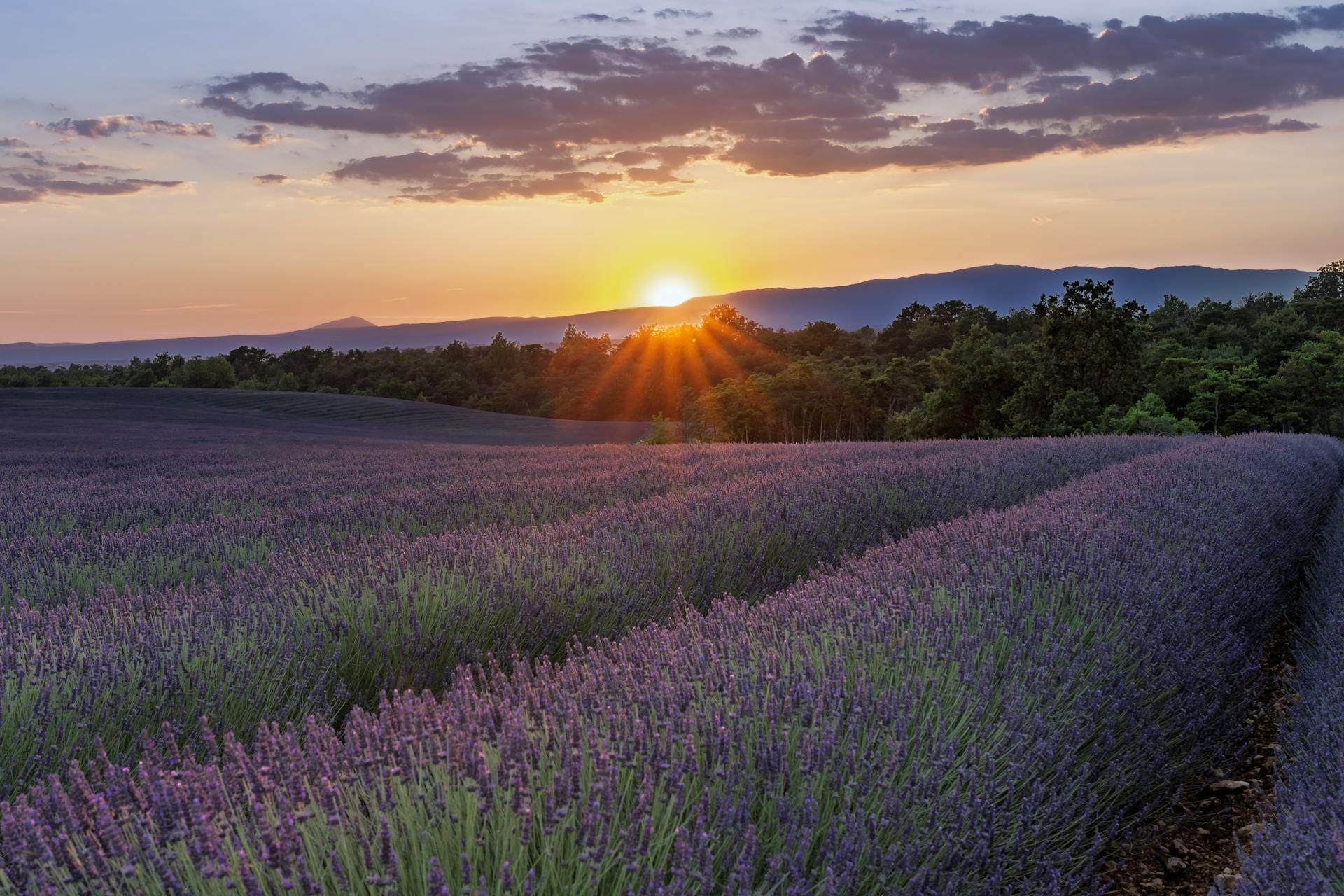 Lavande de Provence en pleine floraison, cueillette d'août pour séchage.