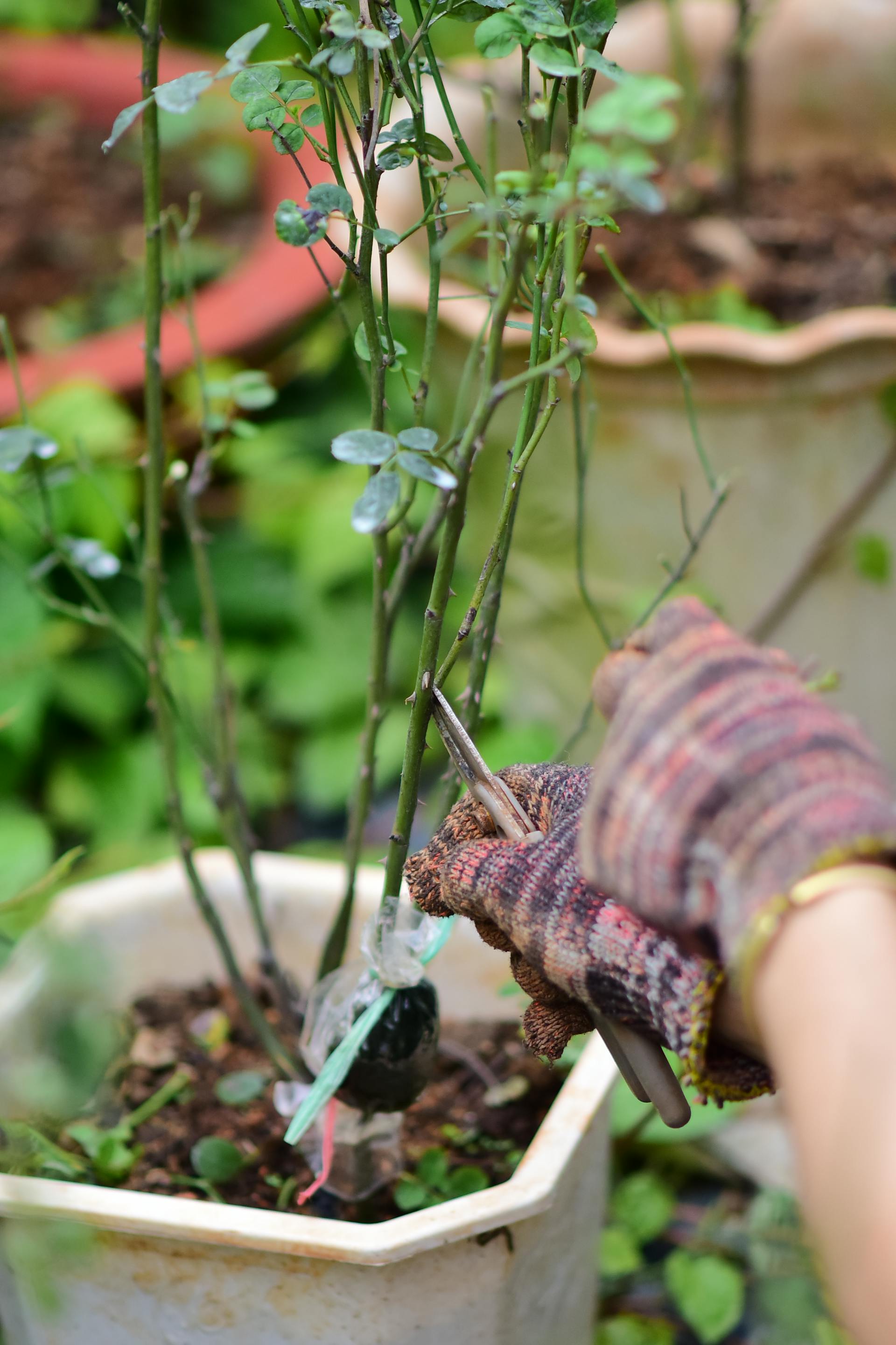 Main d'horticulteur taillant un rosier ancien dans la roseraie du Malvan, lumière oblique de fin de journée.