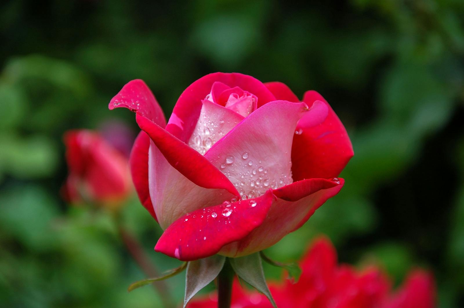Rose ancienne en pleine floraison dans la roseraie familiale du Malvan.
